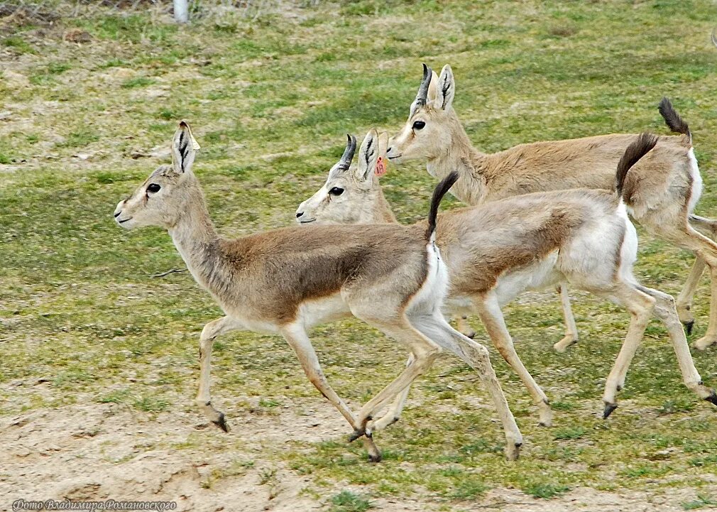 Как выглядит джейран. Антилопа Джейран. Джейран (Gazella subgutturosa). Джейран Каракумов. Туркменский Джейран.