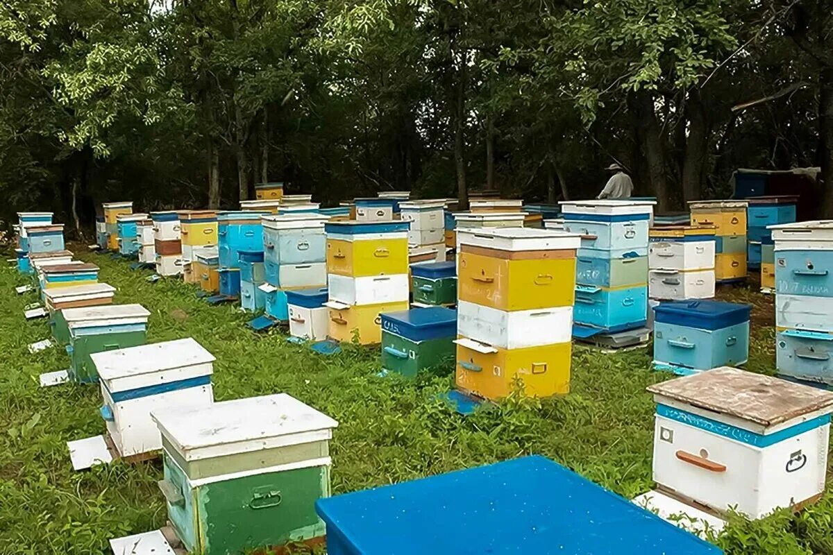 Улей на пасеке. Улей продукты. Улей продукты. Ясная поляна пасека. Пчеловодство бортничество.