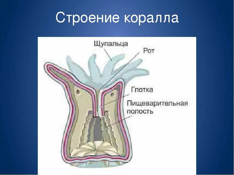 Коралловый полип 7 класс. Коралловые полипы актинии строение. строение одиночного кораллового полипа. коралловые полипы схема. внутреннее строение коралловых полипов.