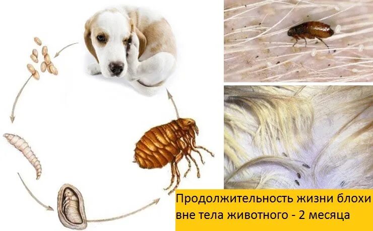 Обработка животных от насекомых