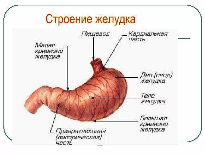 Кардиальный латынь. Строение желудка привратник. Желудок антральный пилорический кардиальный отделы. Пилорический отдел желудка анатомия. Желудок строение анатомия пилорический.