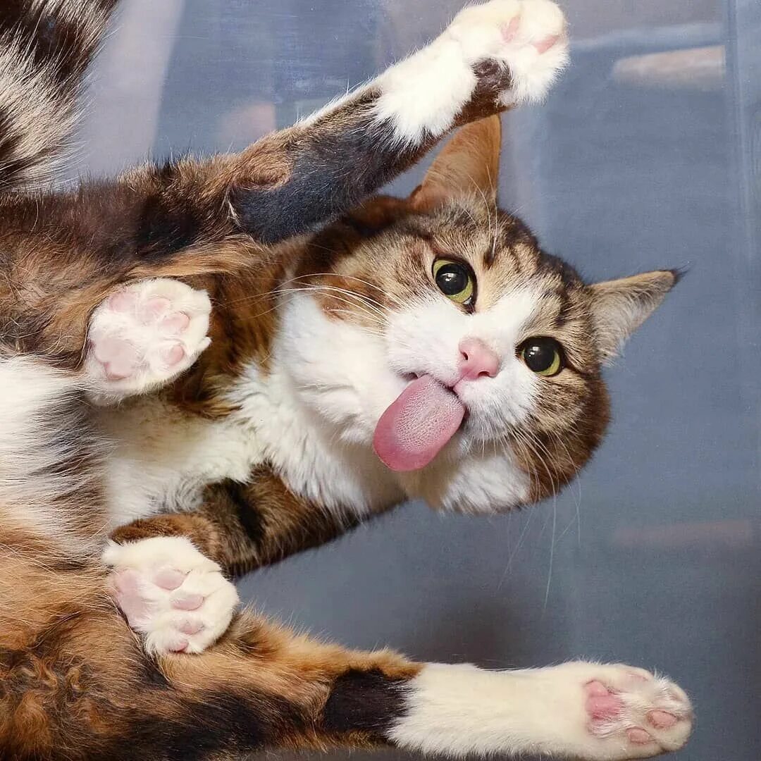 Котики смешные. Радостный кот. Забавные кошечки. Котики смешные. Смешной кот.