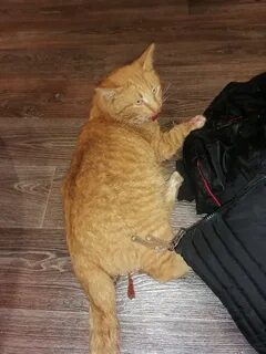 Коту сбиваются
