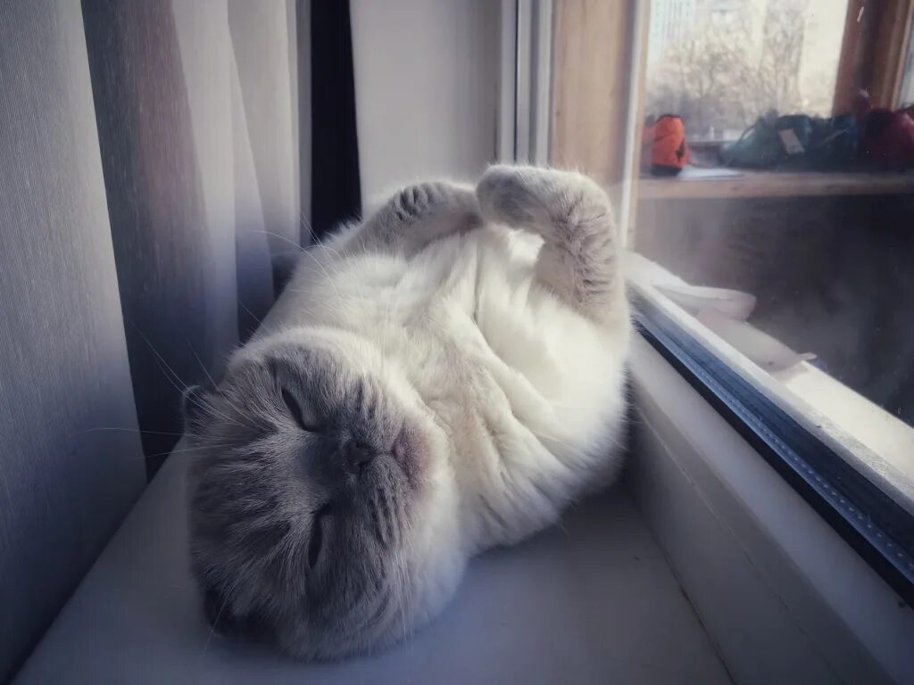 Доброе утро про кота. Открытки с добрым утром с котиками. доброе утро котик. прикольные коты с добрым утром. с добрым утром с котятами с надписями.