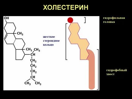 Холестерол это