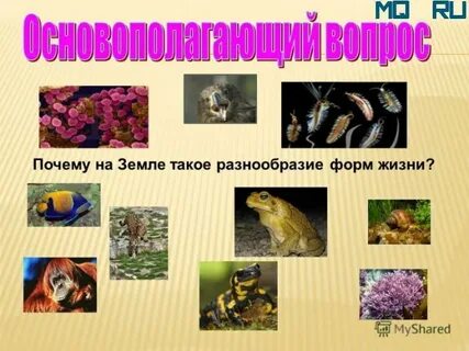 Многообразие форм жизни
