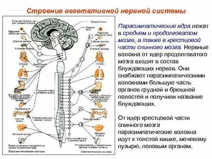 Вегетативные ядра содержат