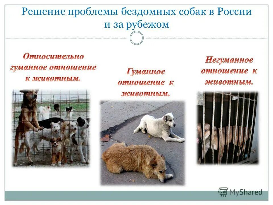 Решение проблемы бездомных животных. Способы решения проблемы бездомных животных. Решения проблемы безнадзорных животных. Способы решения проблемы бездомных животных. Решение проблемы бездомных животных.