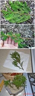 Туя укоренение черенками весной