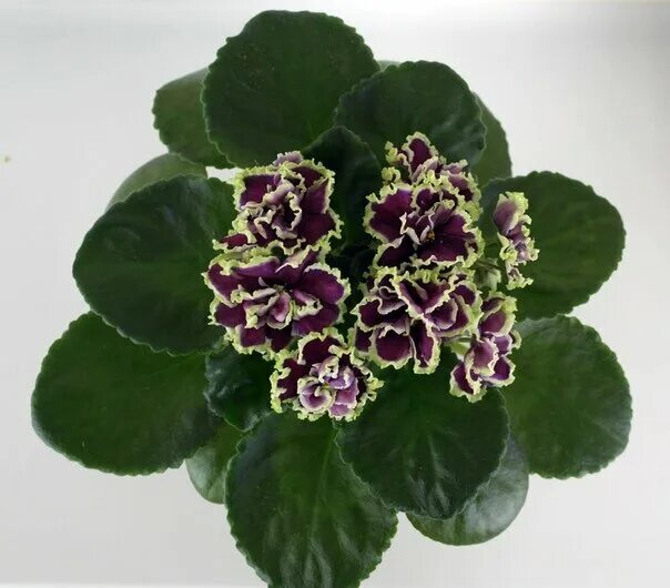 Фиалка нк вкус малины. Фиалка вкус. Сорт фиалки ват классический вкус. Фиалка рс утонченный вкус. Фиалка утонченный вкус.