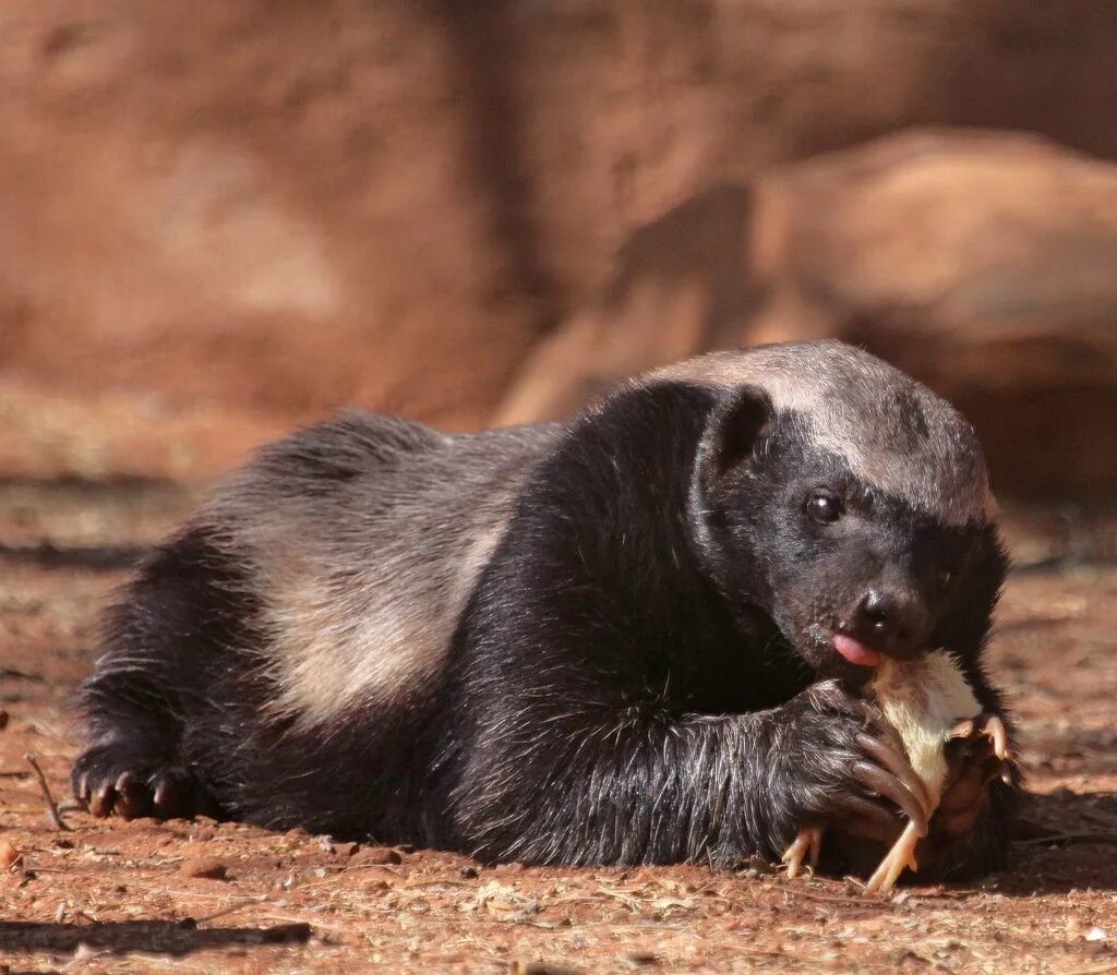 Индийский барсук медоед. Енот медоед. Медоед Honey Badger. Барсук медоед хищник.