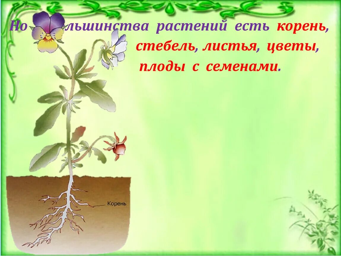 Части растения. Стебель и корень. Растение стебель корень. Растение с корнем, семенами, со стеблем.