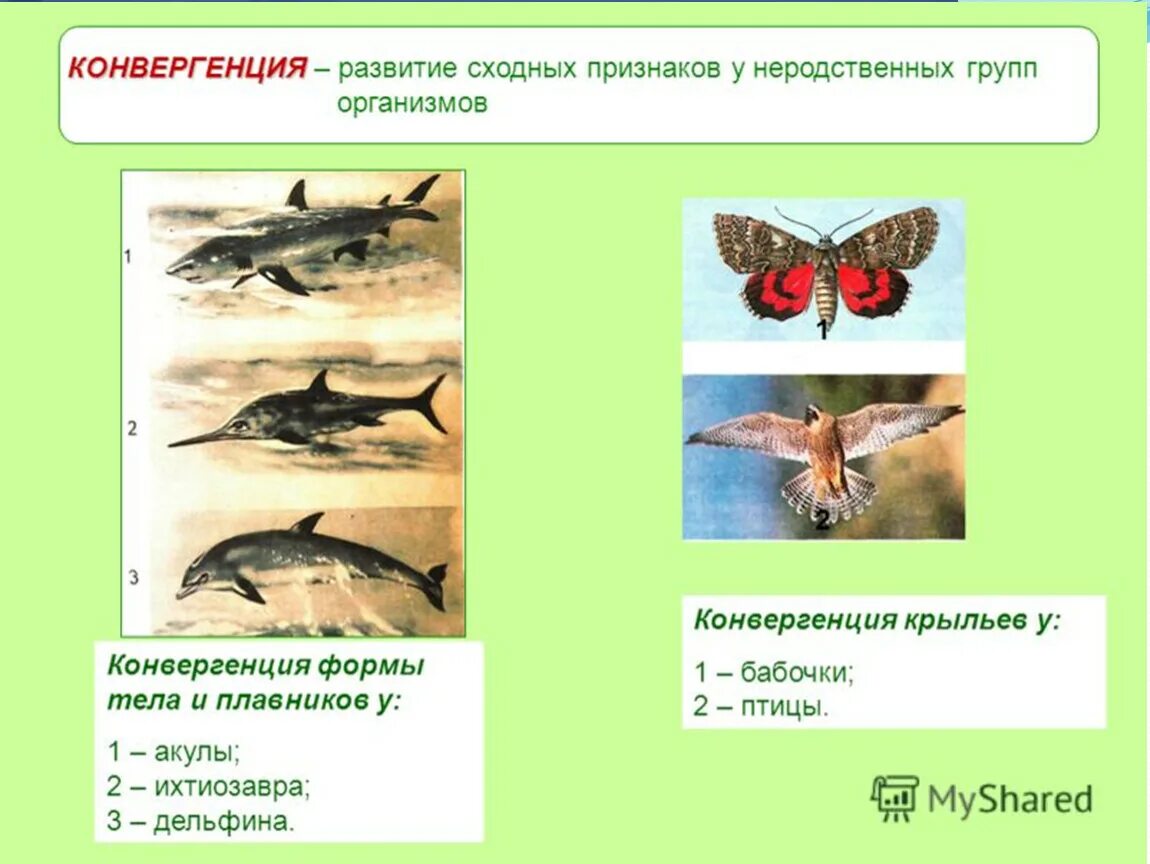 Дивергенция является главной формой эволюции. Конвергенция это в биологии. примеры конвергенции в биологии. конвергенция и дивергенция в биологии. примеры конвергенции в биологии примеры.