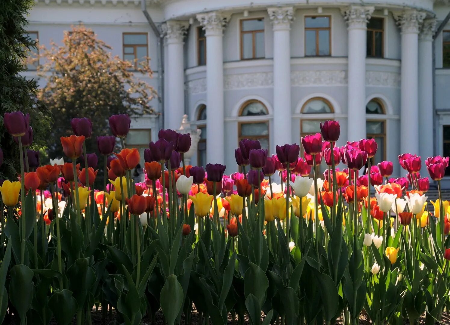 Фестиваль тюльпанов в санкт-петербурге на елагином острове. Тюльпаны елагин остров 2021. Тюльпаны крестовский остров. Елагин остров тюльпаны. Тюльпан триумф ширли.