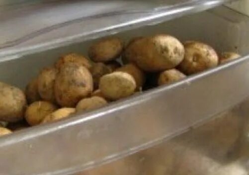 Можно хранить картофель в холодильнике. Холодильник для картошки. Холодильник для хранения картофеля. Картошку хранят в холодильнике. Картошка из холодильника.