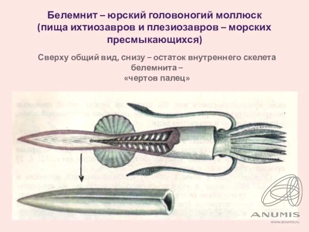 Белемниты что это такое и для чего. Головоногий моллюск белемнит. древний кальмар белемнит. белемнит ордовик. белемниты чертов палец.