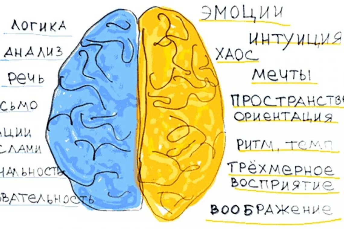 Речевое полушарие мозга. Два полушария мозга. Эмоции правое и левое полушарие. Мозг и эмоции. Левое и правое полушарие мозга.