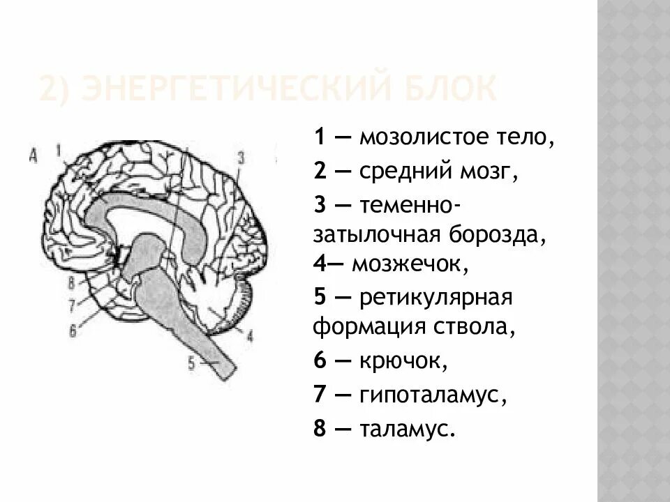 Нарушения блоков мозга. Функциональные блоки мозга (а. р. Лурия). Лурия 3 блока мозга. Строение 1 блока мозга по Лурия. Лурия структурно-функциональные блоки мозга.
