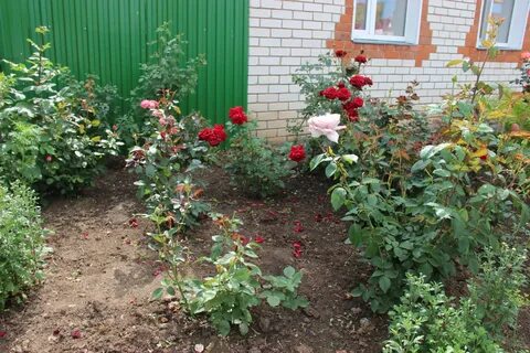 Классические алые розы цвели в палисадниках
