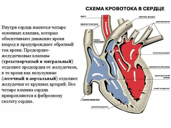Движение крови в сердце. Внутреннее строение сердца. Кровь анатомия сердца клапаны. Ток крови в сердце. Правое предсердие отделено от правого желудочка