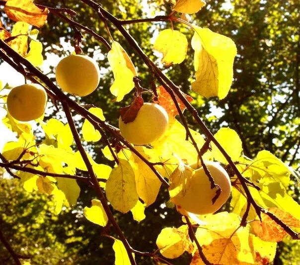 Осенью с яблони собрали яблоки желтые зеленые. Яблоня Кушнаренковское осеннее. Желтые яблоки на ветке. Желтые яблоки осень сад. Маленькие желтые яблоки.