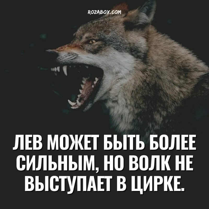 Серый волк цитаты. Цитаты волка. цитаты волка ауф. тупые фразы с волками.