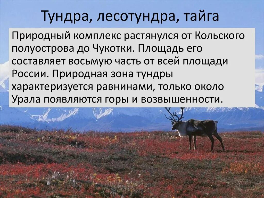 Найдите соответствие природная зона тундра. Природные зоны России тундра. Тундра России презентация. Зона тундры в России. Природа тундры.