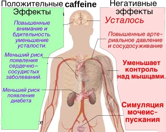 Действие кофеина на организм. Влияние кофеина. Кофеин и его влияние на организм человека. Влияние кофеина на организм. Кофеин действие на организм.