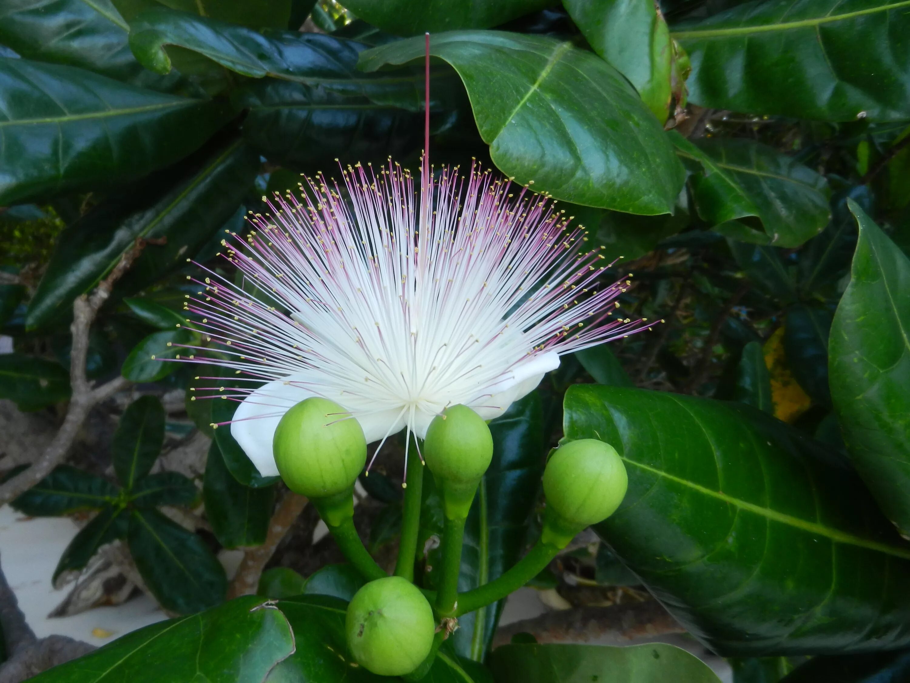 Восточные растения названия. Баррингтония азиатская (Sea Poison Tree). Тайская Магнолия. Магнолия цветы в Тайланде. Баррингтония плод.