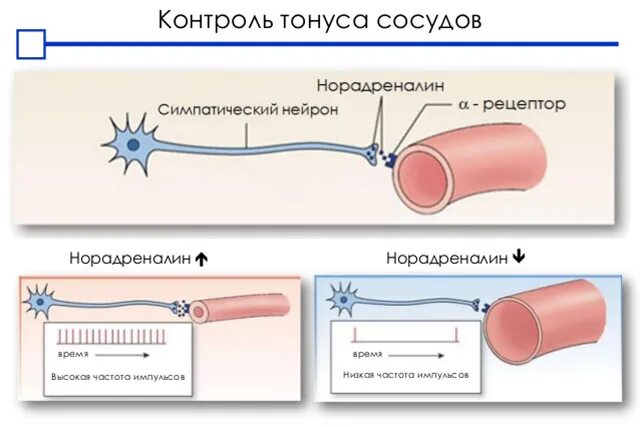 Реакция сосудов. Понижение тонуса артерий. уменьшение тонуса сосудов. тонус сосудов. регулирование сосудистого тонуса.