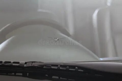 Windscreen