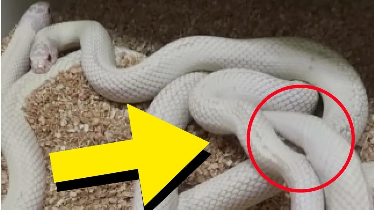 Какого пола змеи. Пол ящерицы. Какого пола змеи. Змеиный хвост. Какого пола змеи.