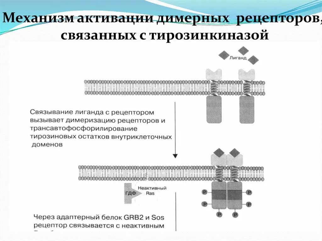 Рецепторы физиология. Усиливающие секрецию это. Механизм активации рецепторов причины развития гп и рп. G белок механизм активации и инактивации. Механизмы активации рецепторов.