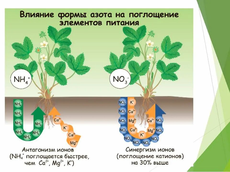 Питание элемент воды