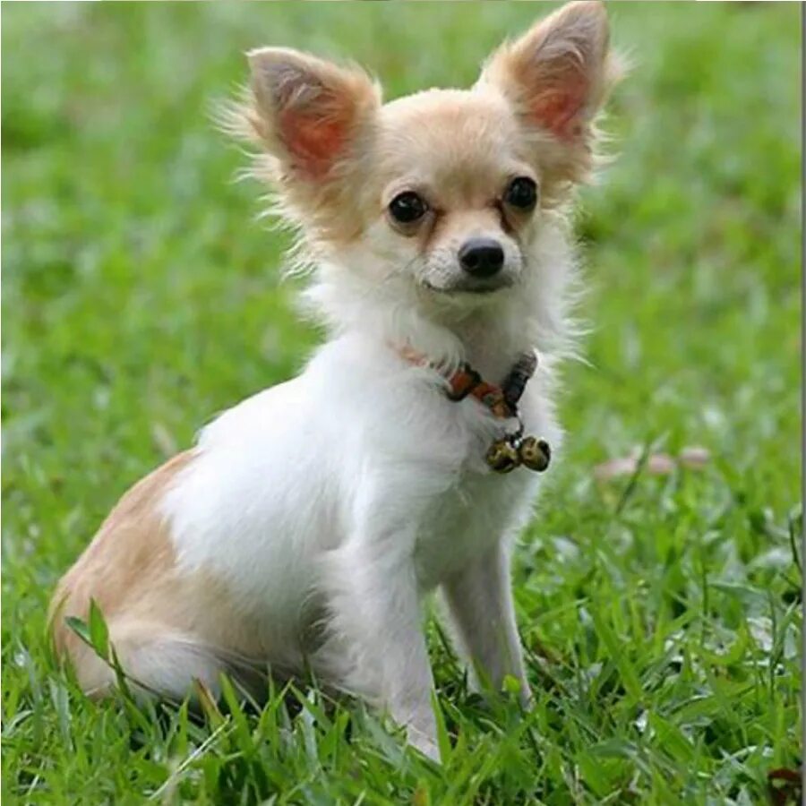 собачка чихуахуа. порода собак чихуахуа. щеночки чихуахуа. чиуауа давший название собаке 4 буквы сканворд. чиуауа давший название собаке 4 буквы сканворд.