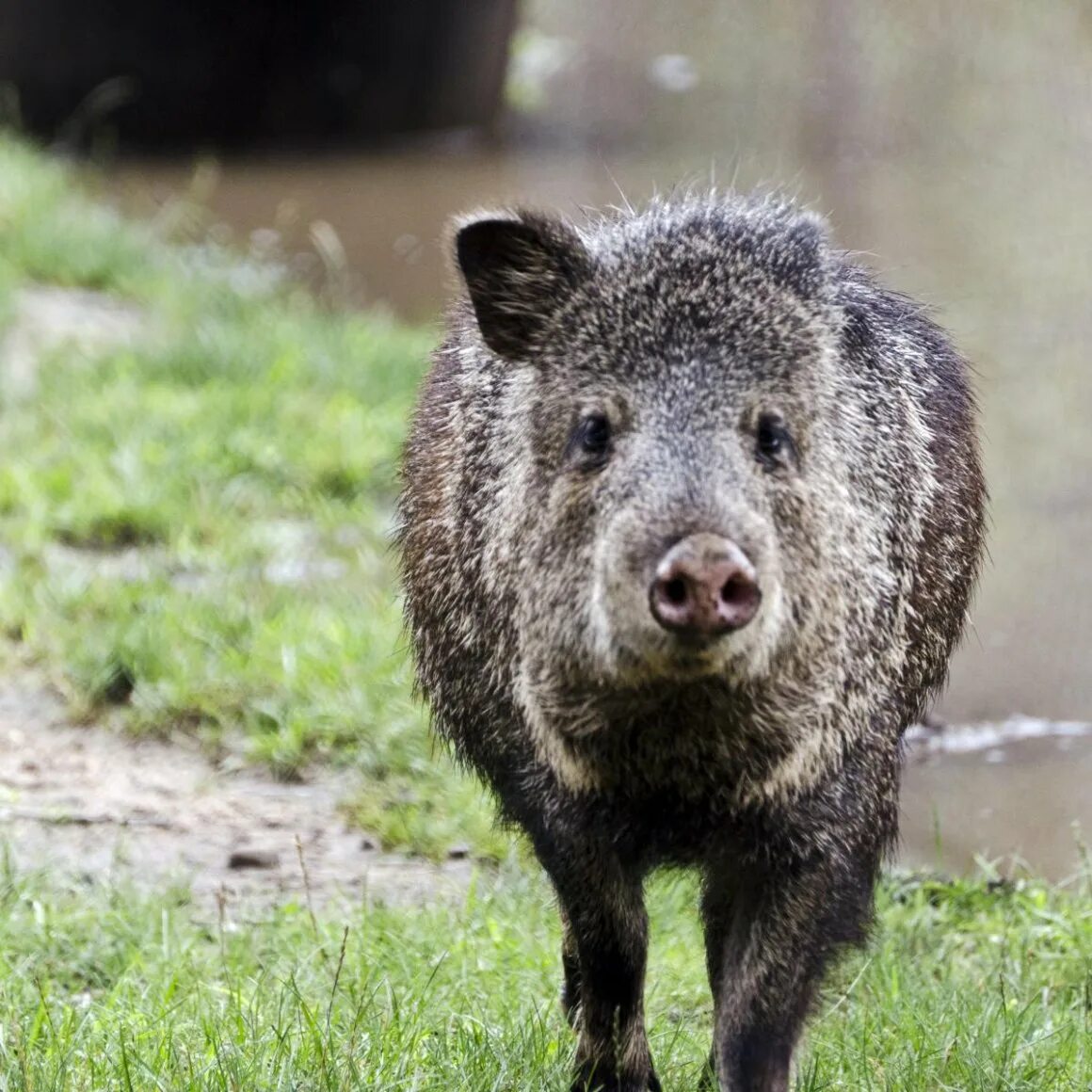 Пекариевые (tayassuidae. Кабан пекари. Пекари парнокопытные. Дикие свиньи пекари. Дикие свиньи пекари.