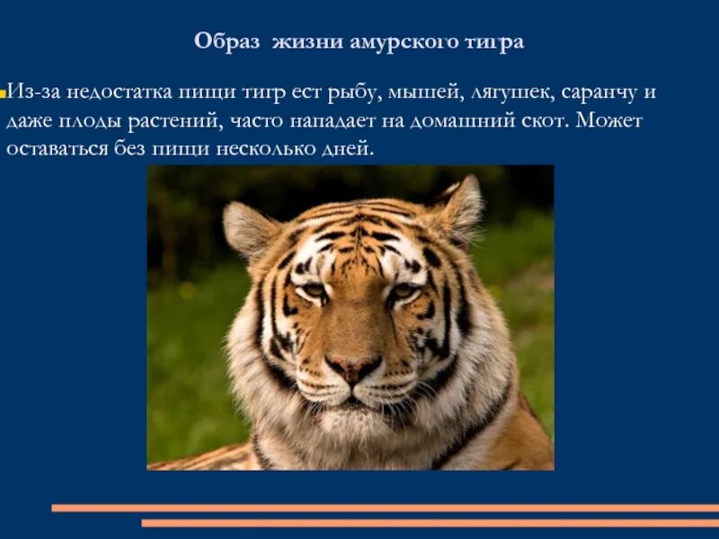 Тигр рассказ. Амурский тигр красная книга 4 класс. Тигр текст. Про уссурийского тигра красная книга. Рассказ про амурского тигра.