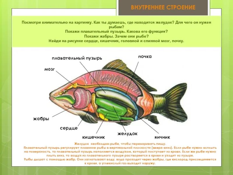 Строение рыбы. Строение рыбы клоуна. Внутреннее строение рыбы. Зачем нужны жабры рыбам. Рыбам нужен воздух