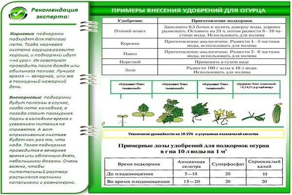 Огурцы в открытом грунте какая температура. Схема подкормки огурцов минеральными удобрениями. Схема удобрения огурцов в открытом грунте. Схема подкормки огурцов удобрениями в открытом грунте. Схема удобрения для помидор в теплице.