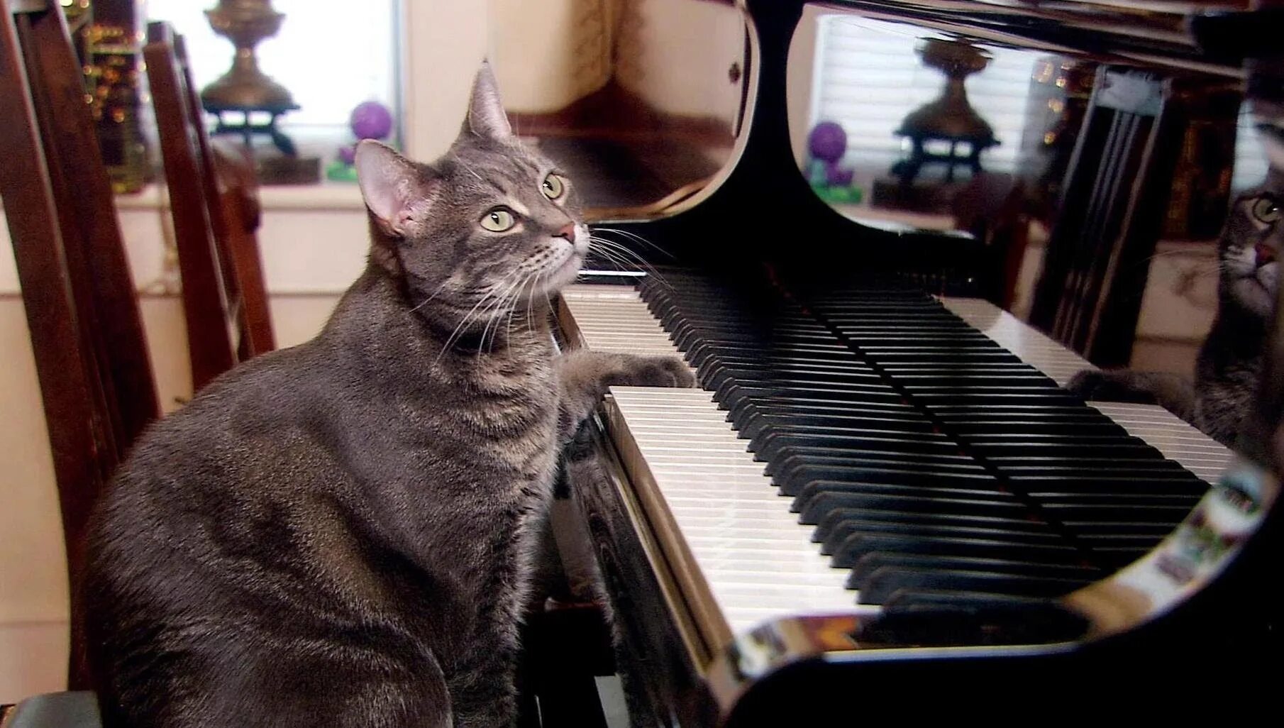 Музыкальных кошечек. Кот на пианино. Кошка на пианино. Коты и пианино. Кошка на рояле.