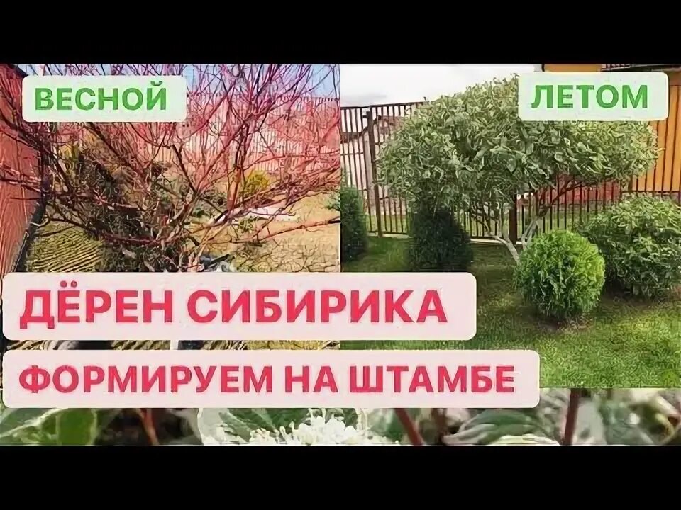 Как подстричь дерен. Как подстричь дерен