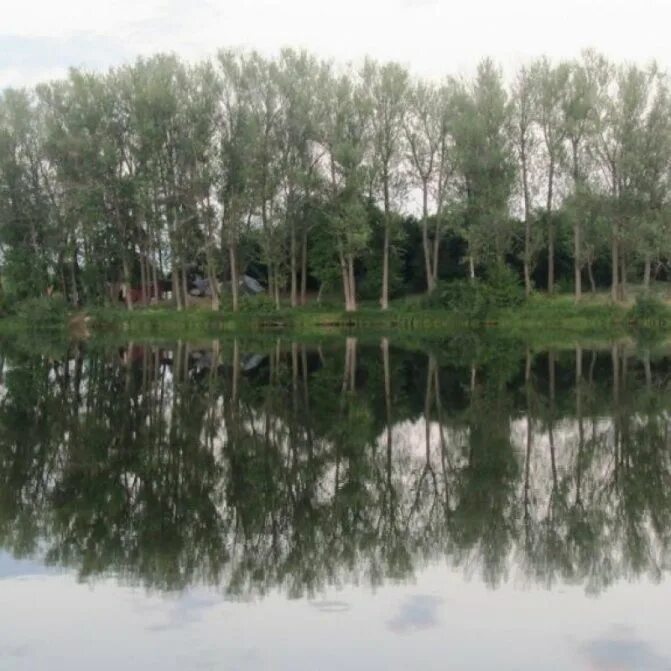 Озеро Березовое Чапаевск. Озеро коровье Чапаевск. Коровье озеро Ивановская область. Озеро коровье Самара. Озеро тянется длинной блистающей полосой