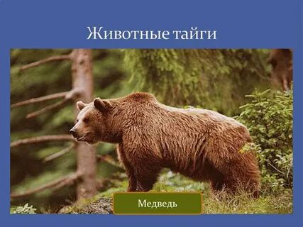Какие животные обитают в зоне тайги