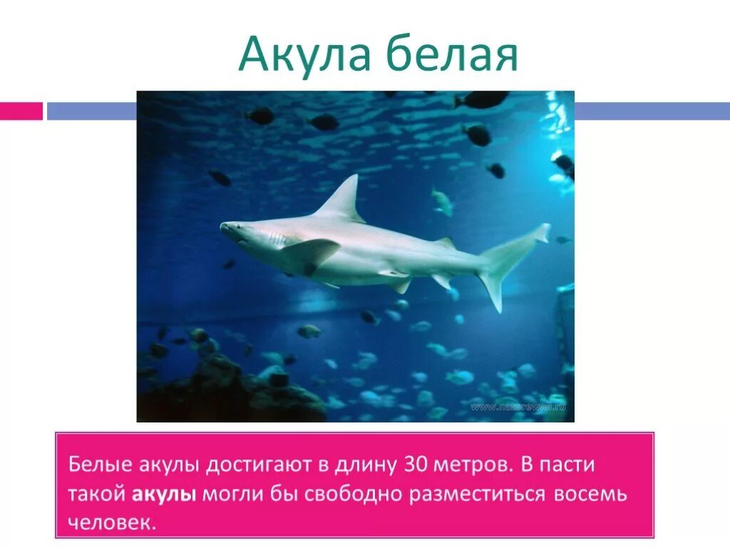 Акула приспособление к среде обитания. Морфологические адаптации животных. Акула приспособление к среде. Среда обитания акулы. Приспособление акулы к водной среде обитания.