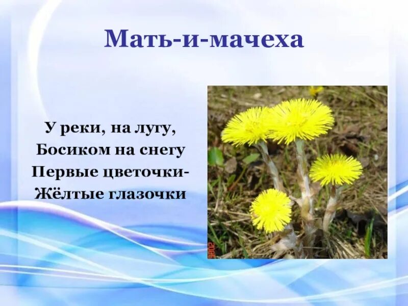 Загадки про растения. Загадки про лекарственные растения. Загадки на тему растения. Загадки о лекарственных растениях для детей. Загадка про траву