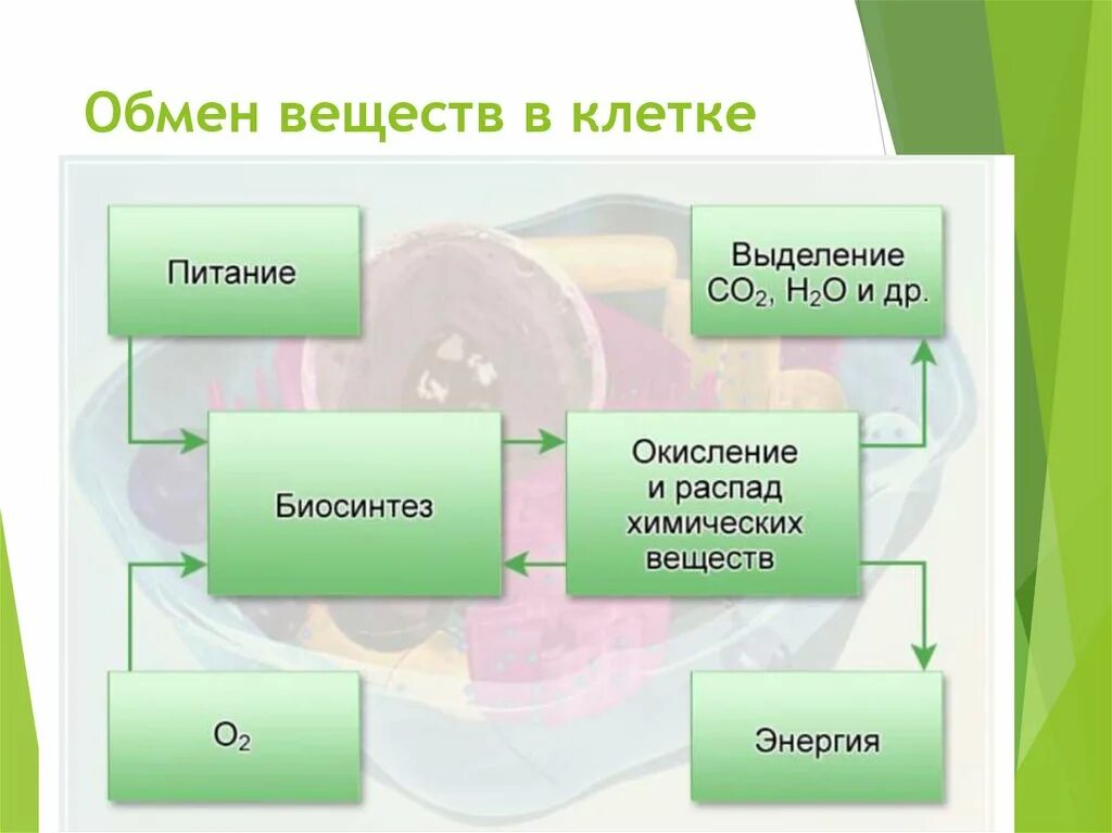 Выделения продуктов распада. Схема обмена веществ в организме метаболизм.