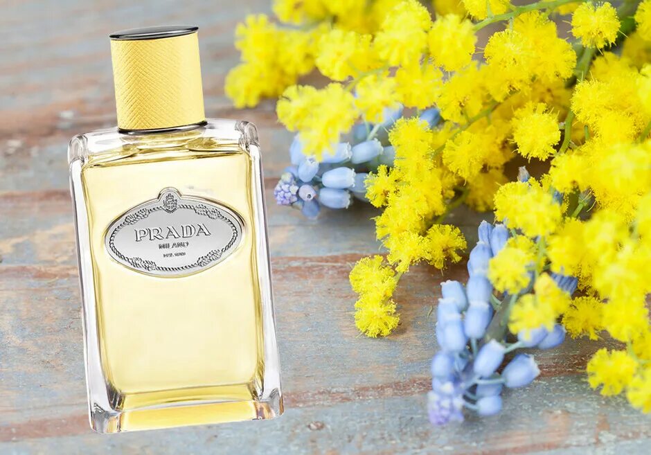 Infusion de Mimosa Prada. Прада с ароматом мимозы. Ароматы с мимозой. Духи с ароматом мимозы женские. Духи с запахом мимозы