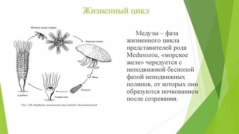 Медуза корнерот развитие с метаморфозом