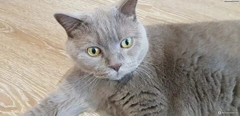 Обратный кот