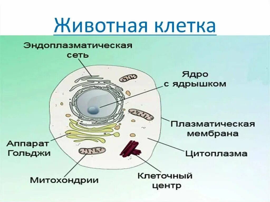 Организм животного состоит из клеток. Строение животной клетки 5 класс биология. Строение животной клетки 7 класс биология. Строение животной клетки 6 класс биология. Клетка биология строение схема животная.